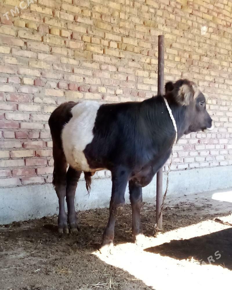 Öküz Giibrit 9 aýlyk - Гёкдепе - img 4