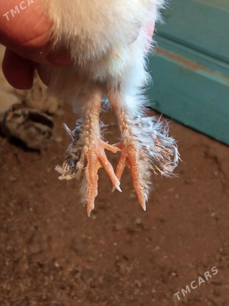 brama juyje - Гёкдже - img 3