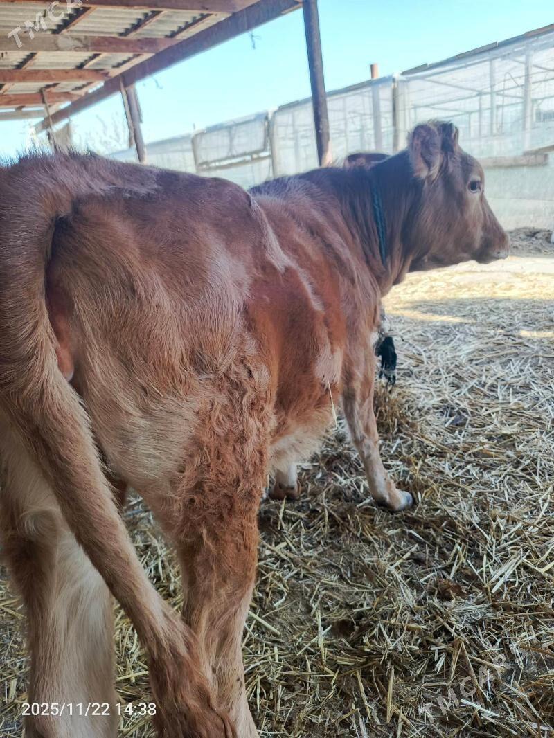 tuwe - Ашхабад - img 2