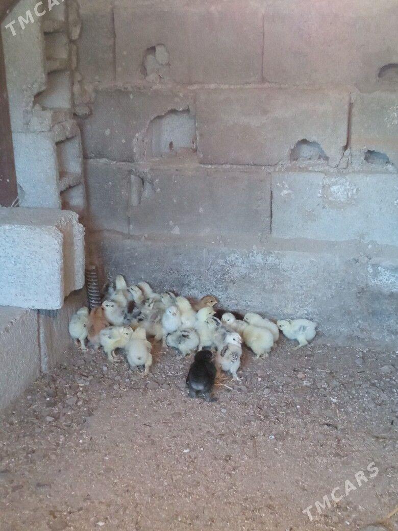 brama juyje - Гёкдже - img 2