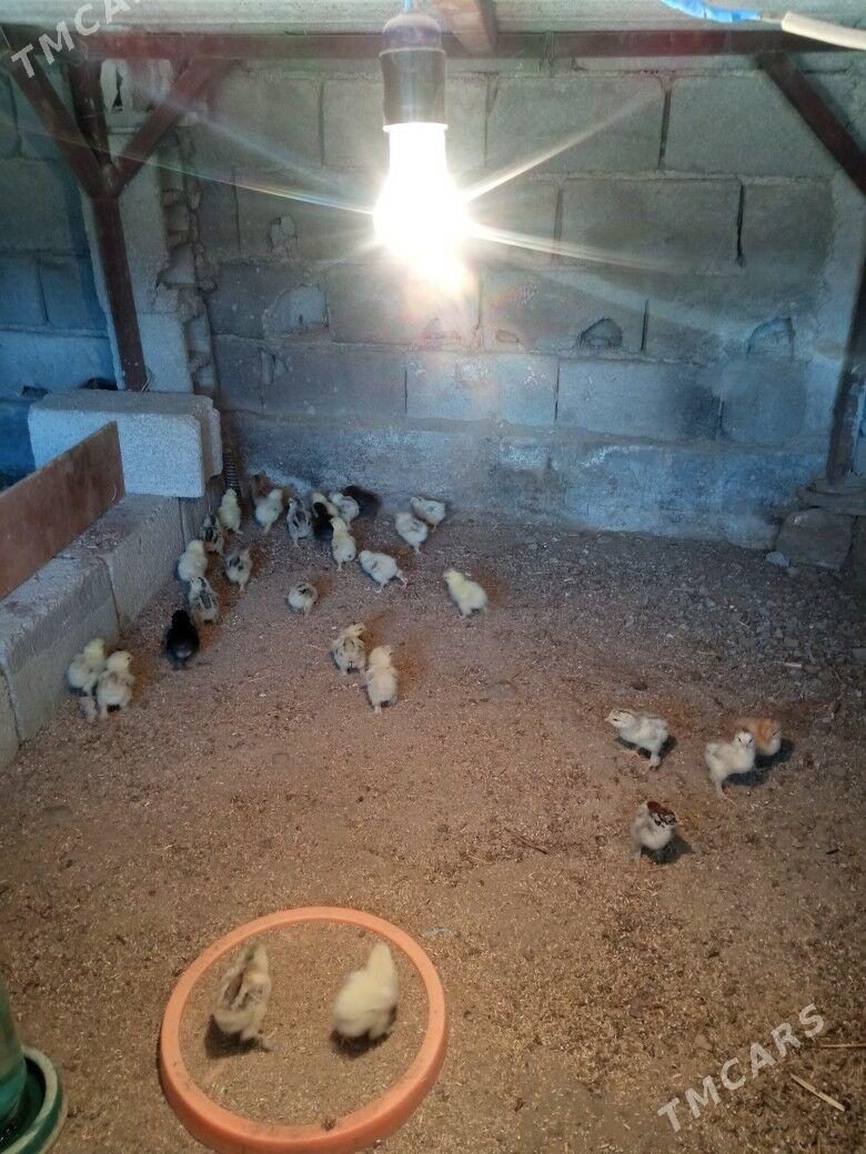 brama juyje - Гёкдже - img 1