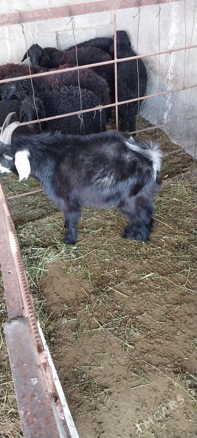 Garakol - Büzmeýin - img 3