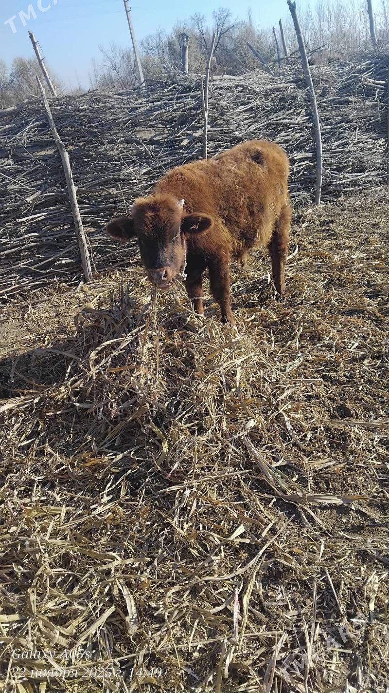 okiz - Köneürgenç - img 2