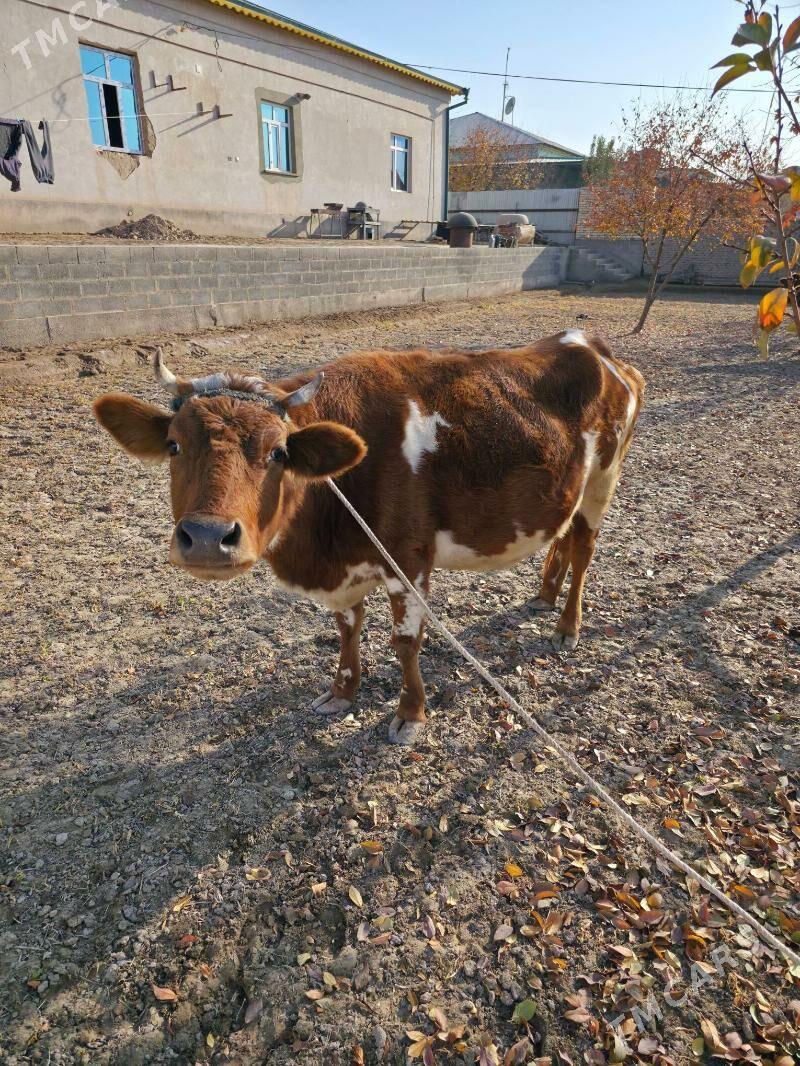 bogaz mal we tanasy - Дашогуз - img 3