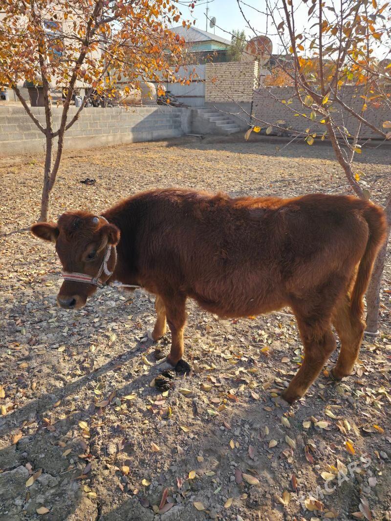 bogaz mal we tanasy - Дашогуз - img 5