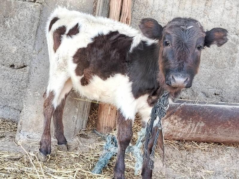 tuwe - Aşgabat - img 2