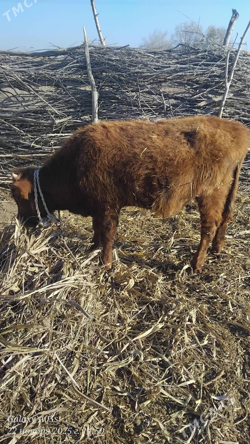 okiz - Köneürgenç - img 1