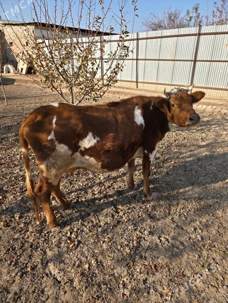 bogaz mal we tanasy - Дашогуз - img 2