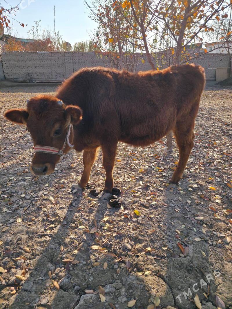 bogaz mal we tanasy - Дашогуз - img 4