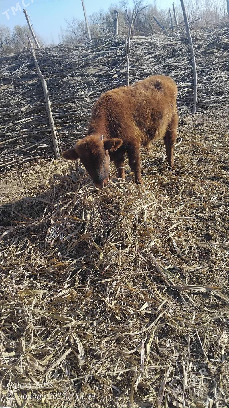 okiz - Köneürgenç - img 3