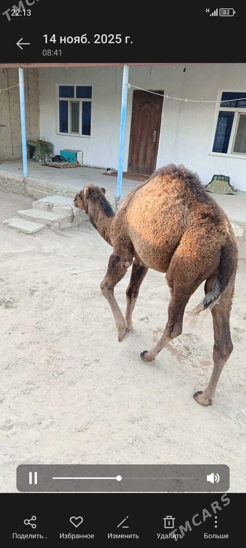 ogsuk duye - Балканабат - img 2