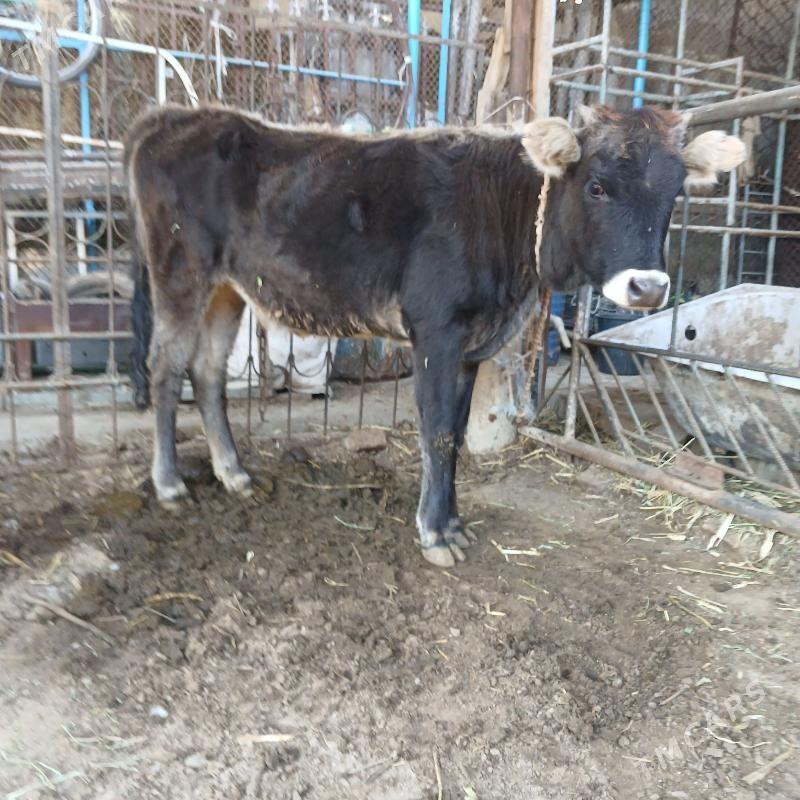 tuwe - Херрикгала - img 2