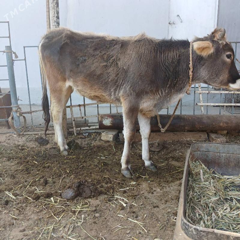 tuwe - Херрикгала - img 3