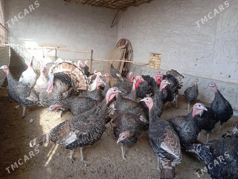 индюки - Farap - img 2