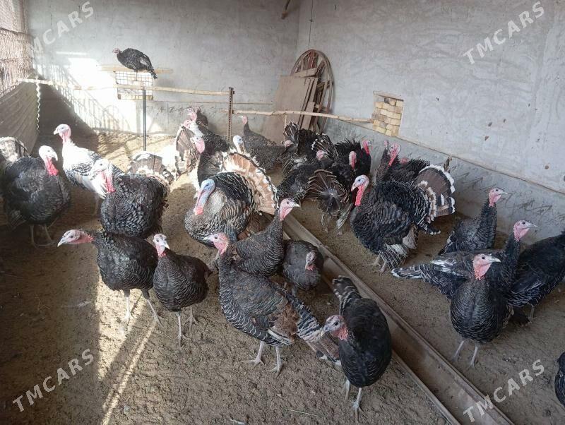 индюки - Farap - img 1