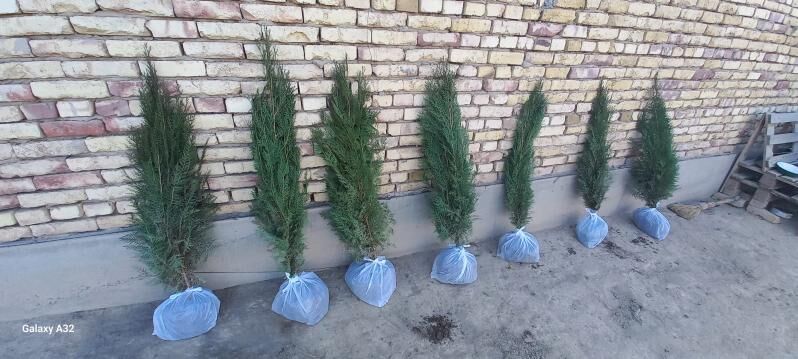 йолка туйа - Дашогуз - img 8