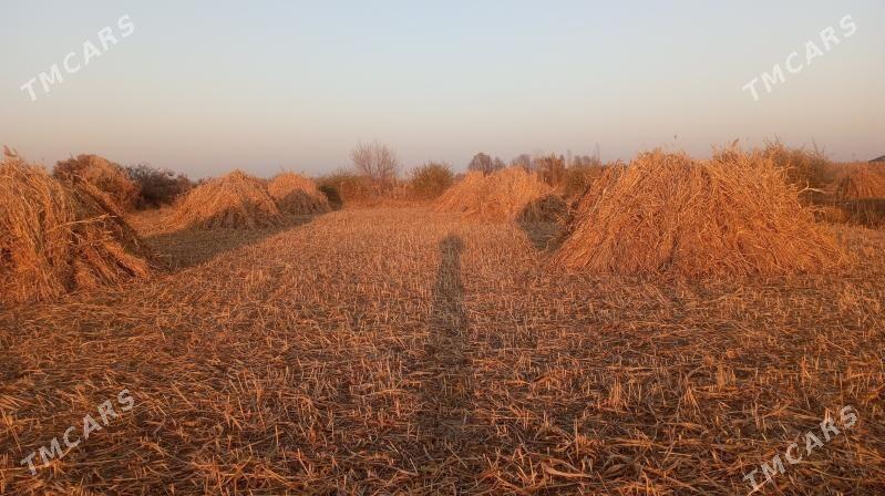 jowen oty - Görogly (Tagta) - img 2