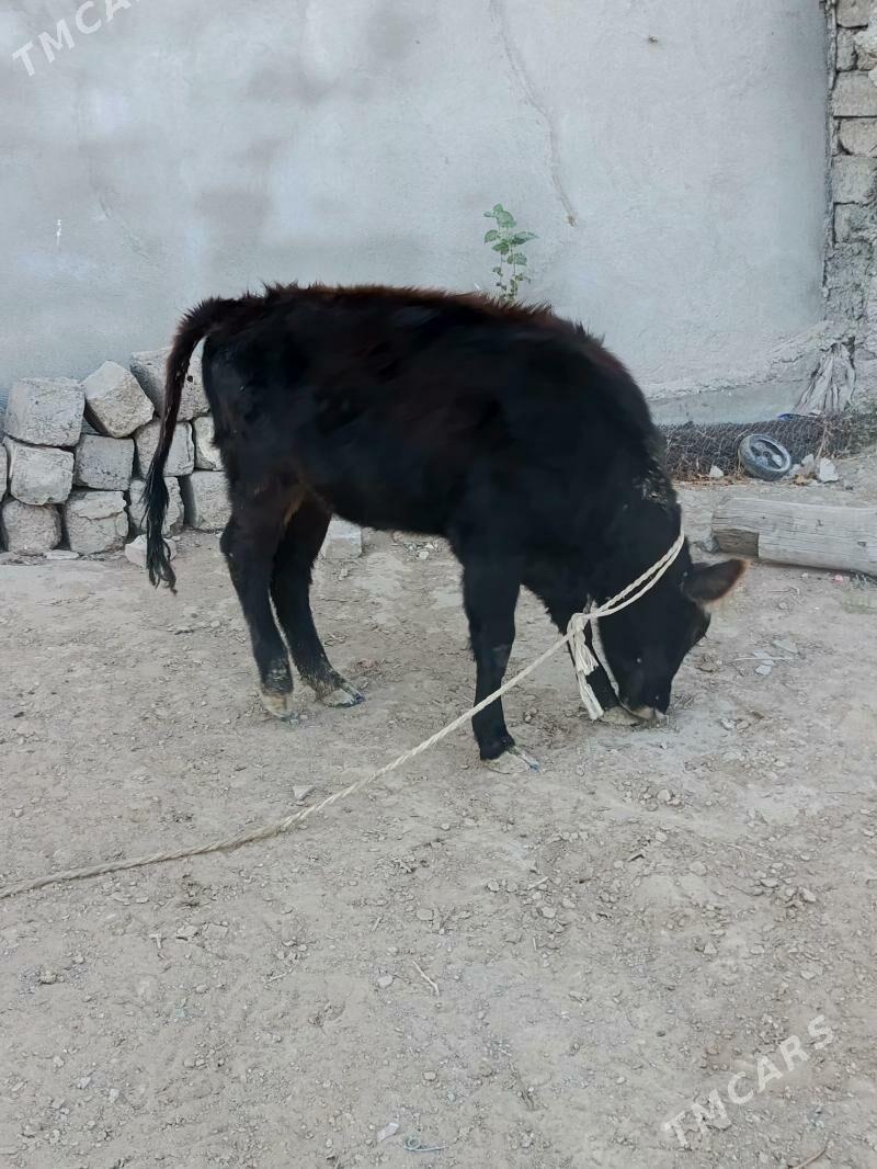 tuwe şwes - Büzmeýin - img 3