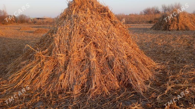 jowen oty - Görogly (Tagta) - img 3