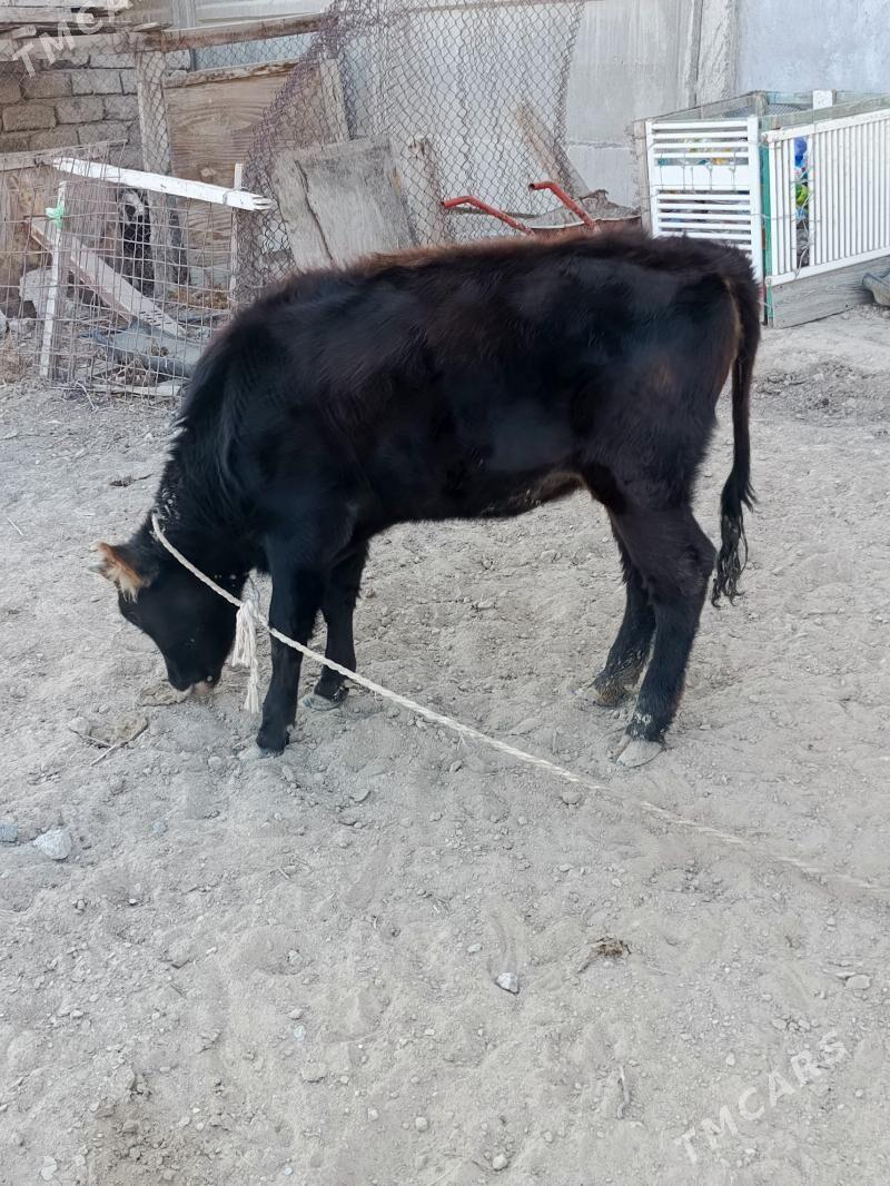 tuwe şwes - Büzmeýin - img 2