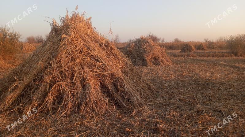 jowen oty - Görogly (Tagta) - img 4