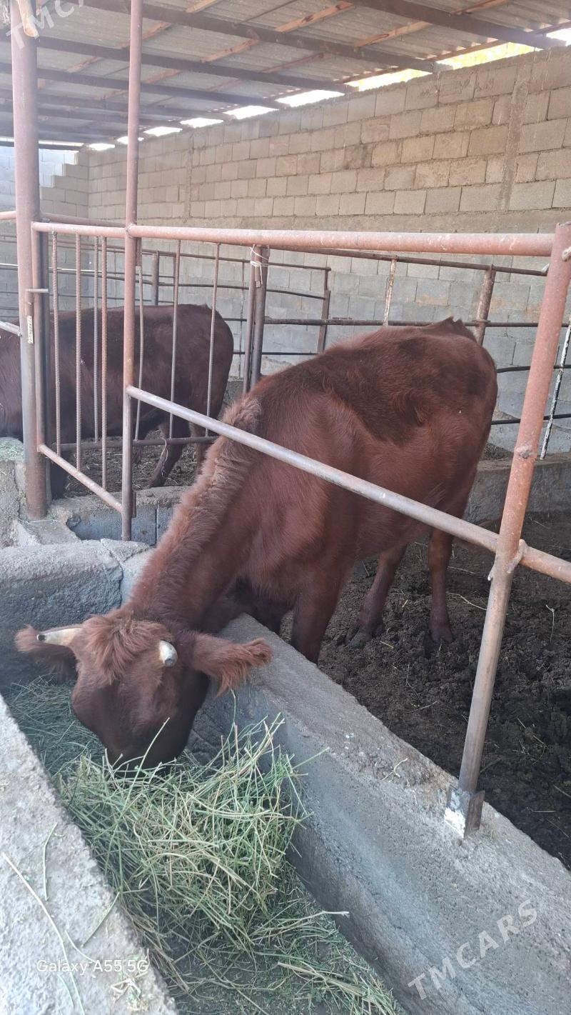 Tuwe - Gökdepe - img 1