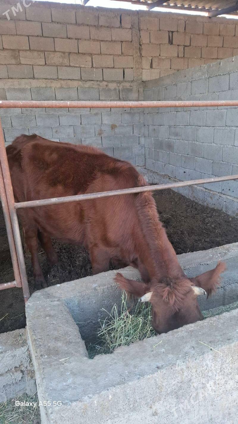 Tuwe - Gökdepe - img 2