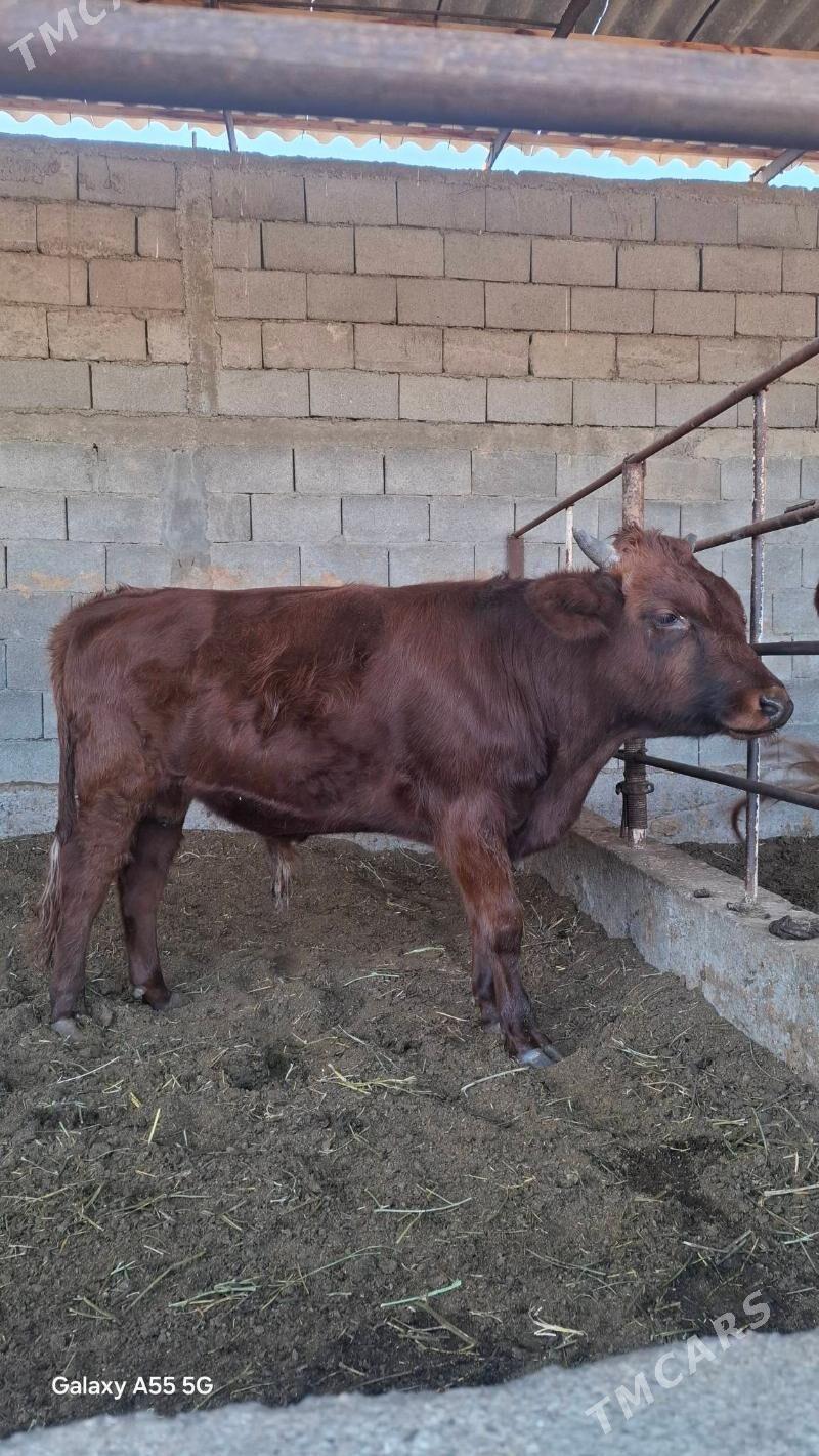 Okuz - Gökdepe - img 2