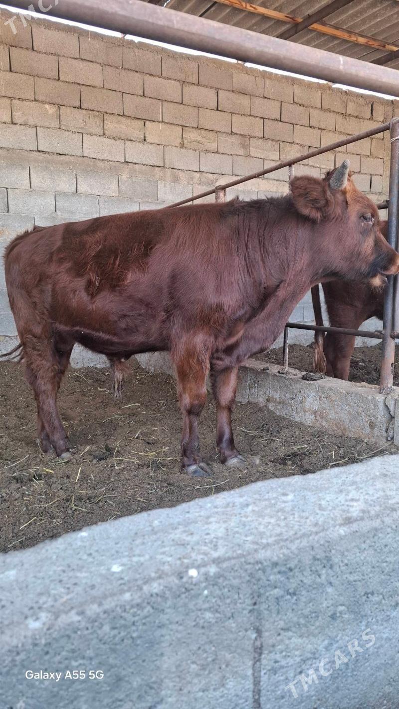 Okuz - Gökdepe - img 1