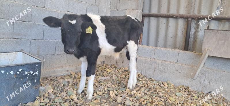 Okuz - Gypjak - img 4