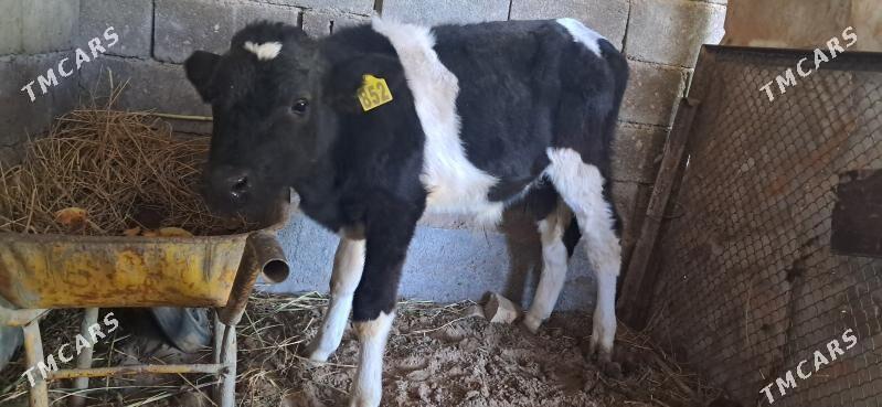 Okuz - Gypjak - img 2