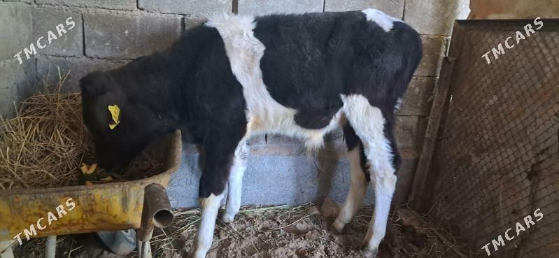 Okuz - Gypjak - img 3