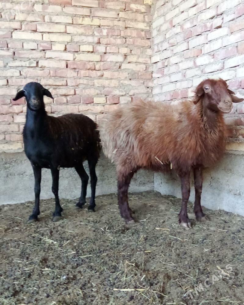 Goýunlar Bakyda Duran Gurat - Gökdepe - img 6