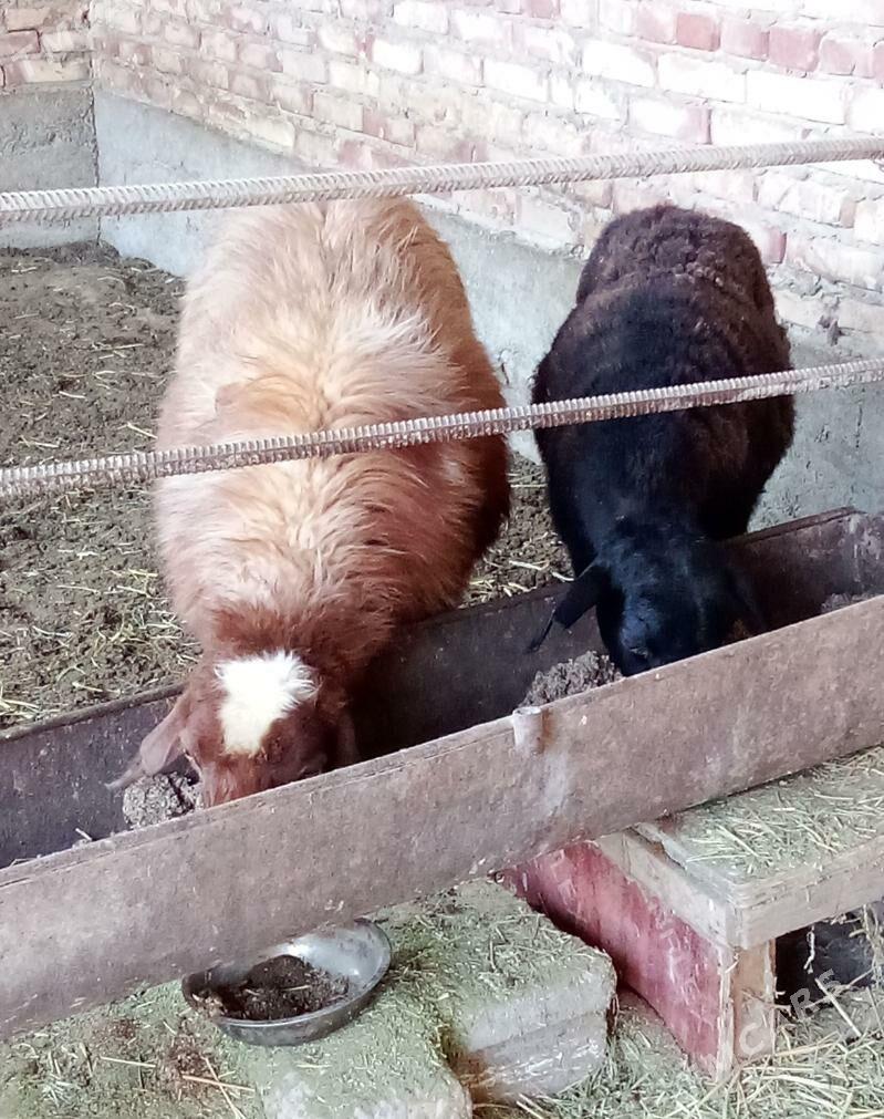 Goýunlar Bakyda Duran Gurat - Gökdepe - img 7