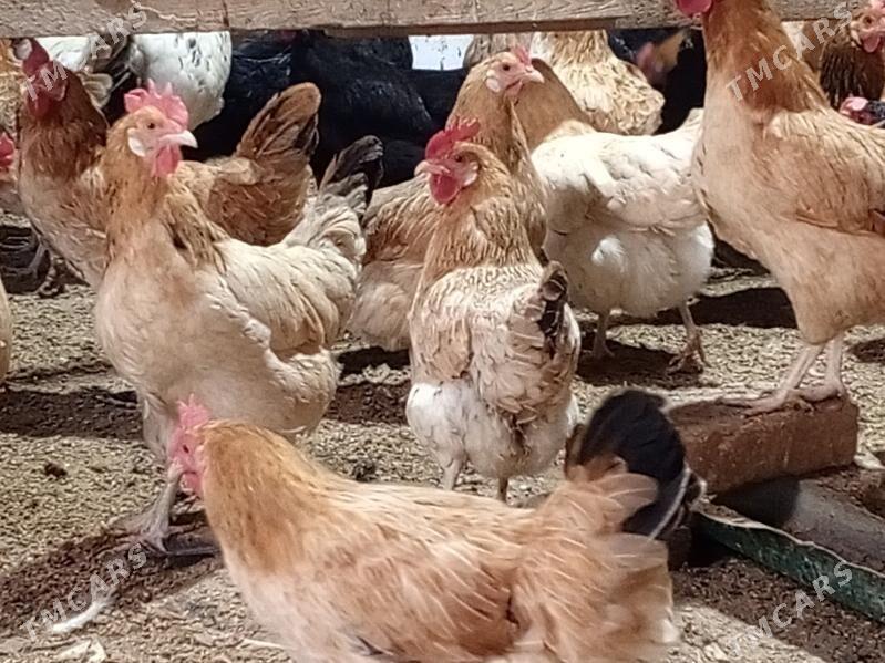 towuk - Бузмеин - img 3