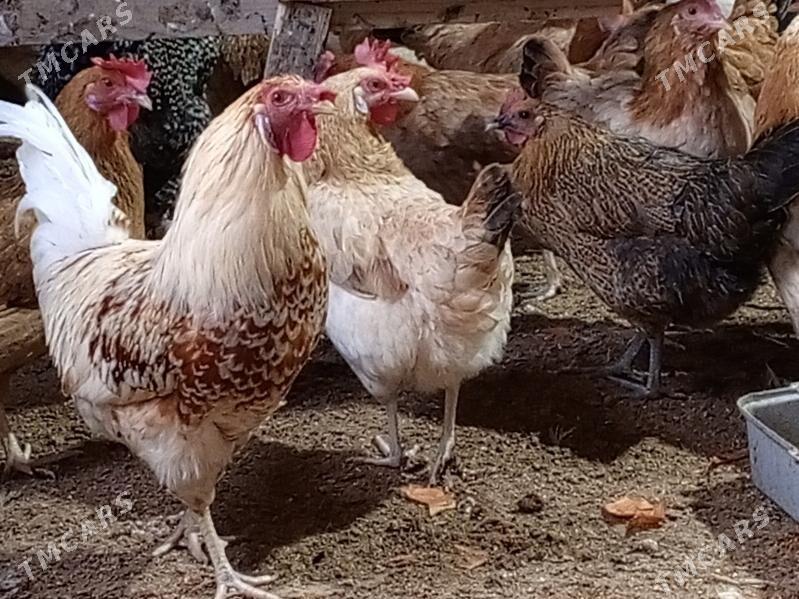 towuk - Бузмеин - img 2