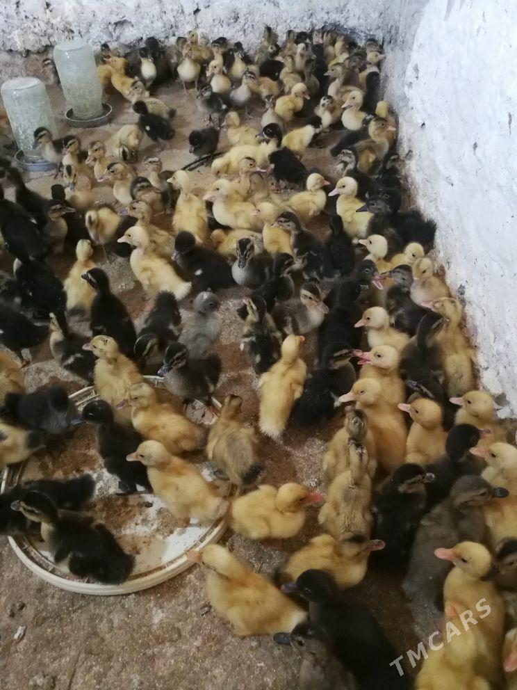 juyje - Берекет - img 5