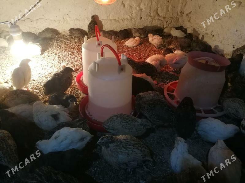 juyje - Берекет - img 6