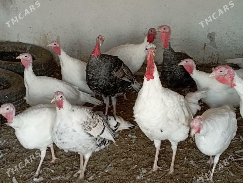 Индюк - Türkmenabat - img 4