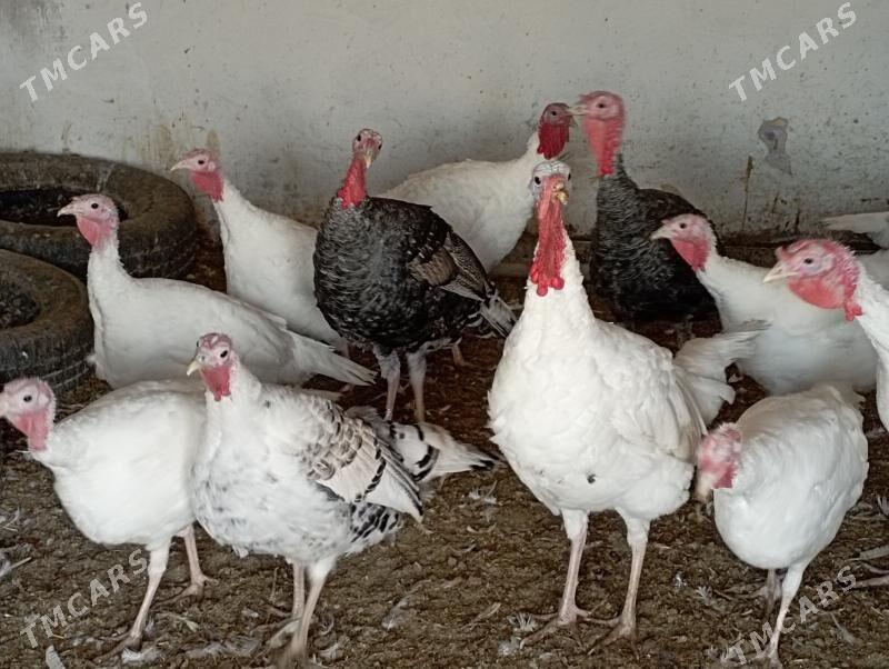 Индюк - Türkmenabat - img 1