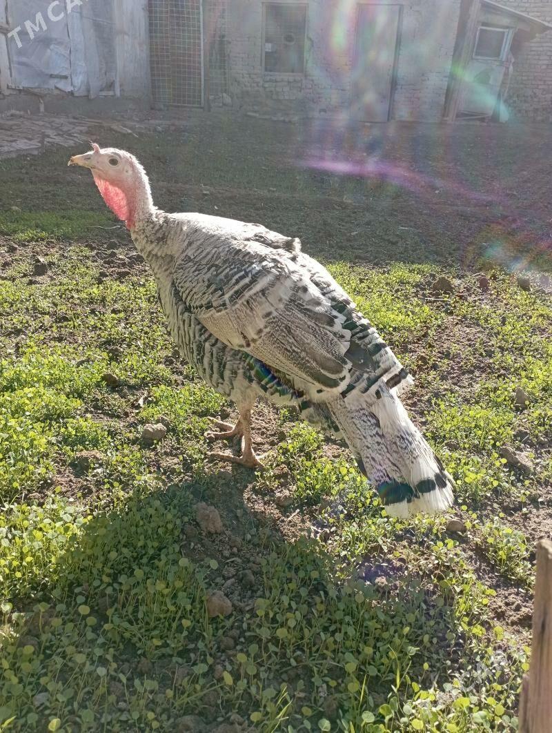 Индюк - Türkmenabat - img 3