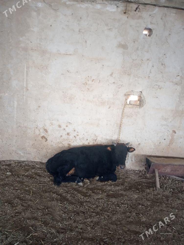 Bäş öküz - Гызыларбат - img 4