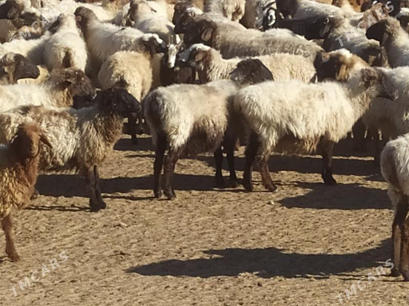 bogaz goyun - Туркменбаши - img 4