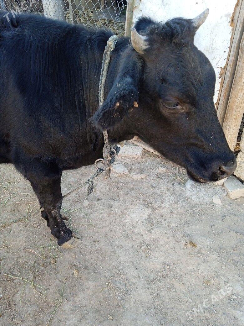 bogaz tuwe - Ak bugdaý etraby - img 4