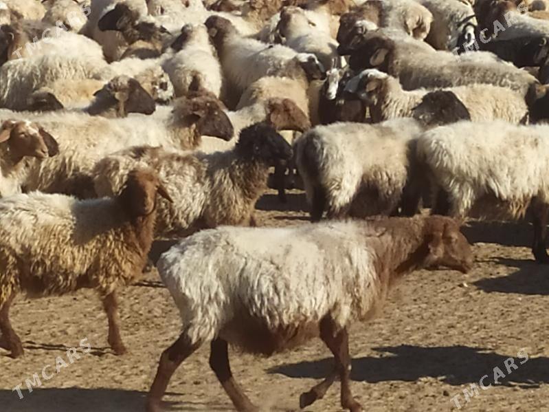 bogaz goyun - Туркменбаши - img 3