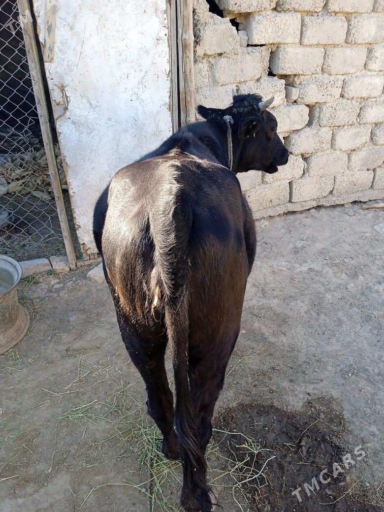 bogaz tuwe - Ak bugdaý etraby - img 3