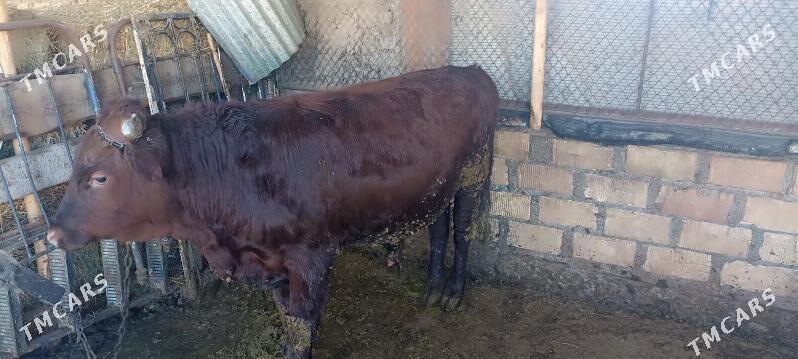 Ökiz - Bagyr - img 3