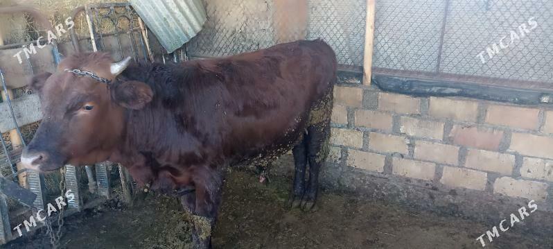 Ökiz - Bagyr - img 4