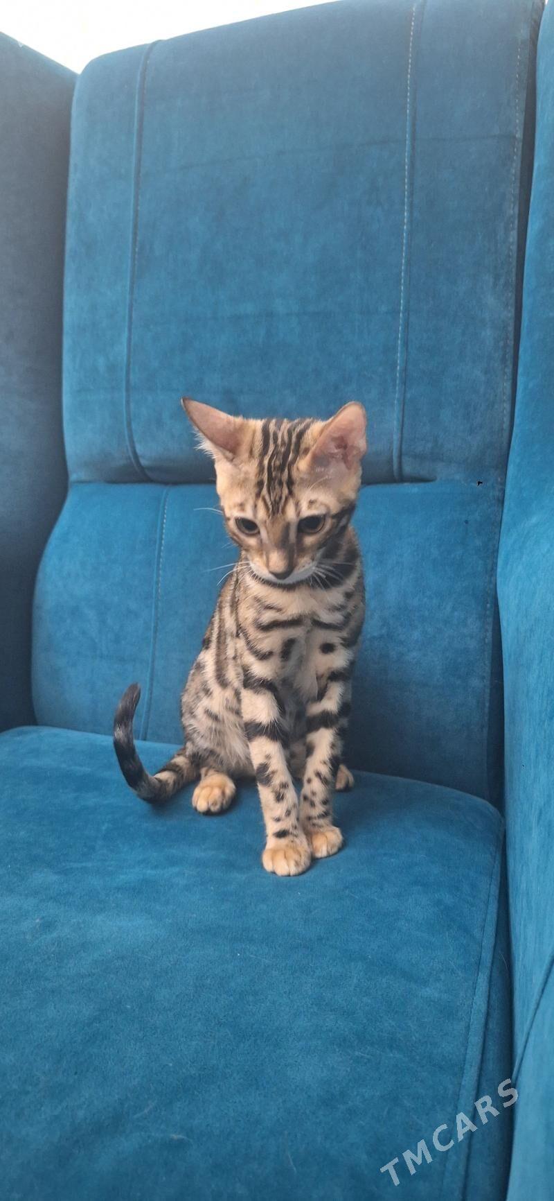 Бенгальские Кошки - Туркменабат - img 1