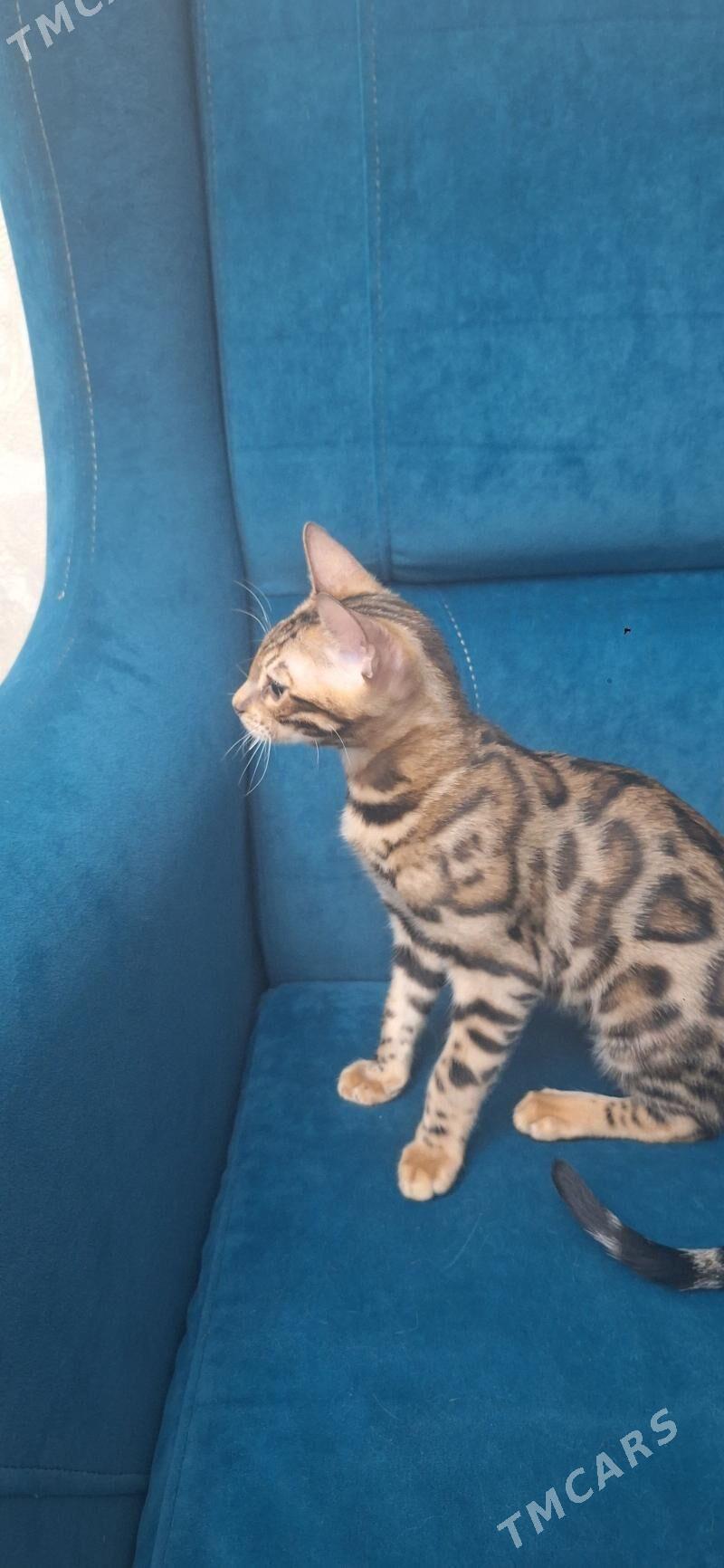 Бенгальские Кошки - Туркменабат - img 3